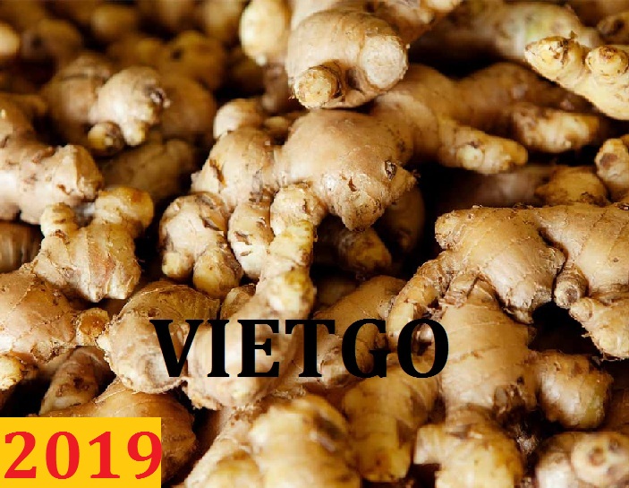 Đơn hàng cả năm: Cơ hội xuất khẩu gừng sang thị trường Ấn Độ