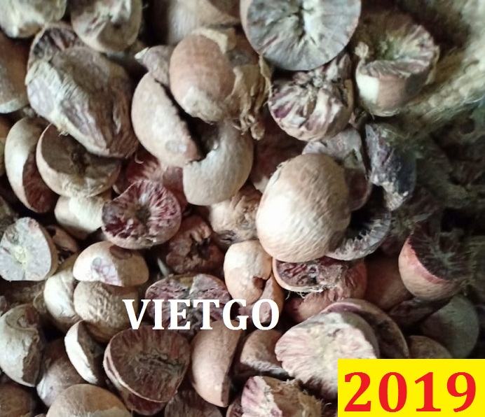 Đơn hàng cả năm- Cơ hội xuất khẩu hạt quả cau sang thị trường Ấn Độ