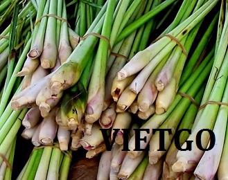 Cơ hội xuất khẩu sả đến từ vị khách hàng thân thiết của VIETGO