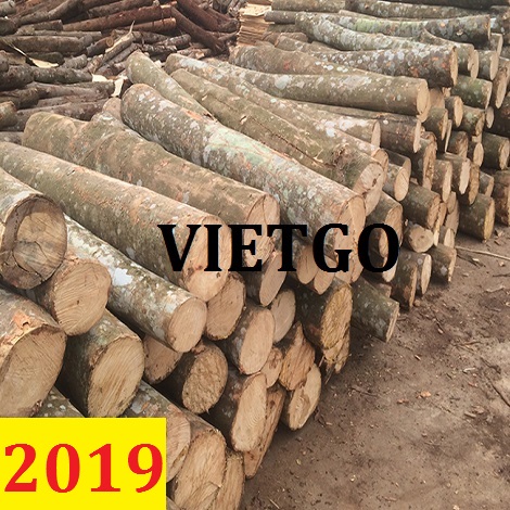 Cơ hội xuất khẩu Gỗ thông/keo tròn sang Trung Quốc