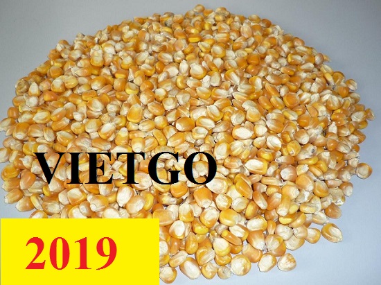 Cơ hội xuất khẩu Ngô sang thị trường Ấn Độ