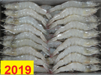 Cơ hội giao thương – Đơn hàng Cả Năm - Cơ hội xuất khẩu tôm sang Trung Quốc