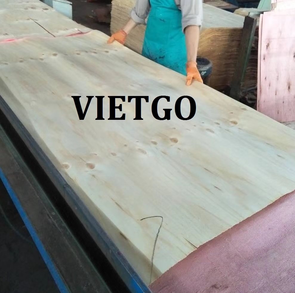 Cơ hội xuất khẩu Ván bóc Gỗ Thông và bạch đàn sang Trung Quốc