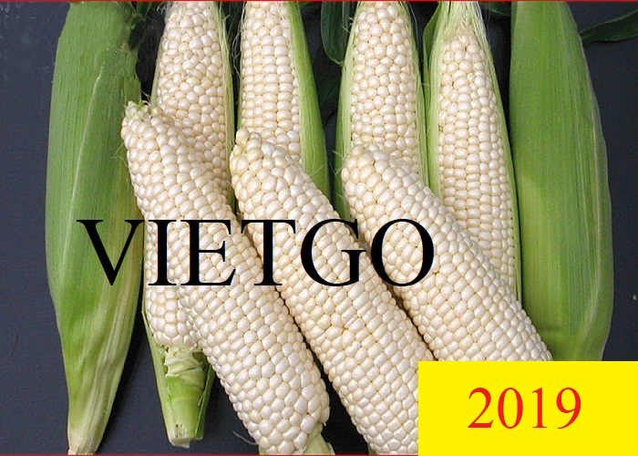 Đơn hàng hàng tháng - Cơ hội xuất khẩu 800.000 MT Ngô đến Nam Phi