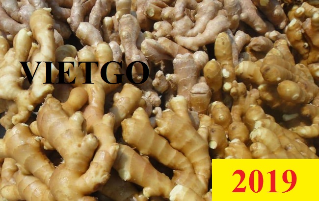 Đơn hàng cả năm - Cơ hội xuất khẩu Gừng tươi sang thị trường Ấn Độ