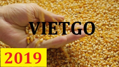 (Cập nhật lần 1) Cơ hội giao thương – Đơn hàng thường xuyên - Cơ hội xuất khẩu 1 cont 20ft Ngô vàng