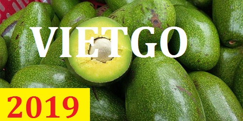 Cơ hội giao thương  – Đơn hàng Thường Xuyên - Cơ hội xuất khẩu Quả Bơ sang thị trường Lebanon