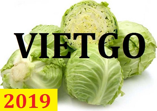 Cơ hội giao thương – Đơn hàng Thường Xuyên - Cơ hội xuất khẩu Cải Bắp sang thị trường Oman