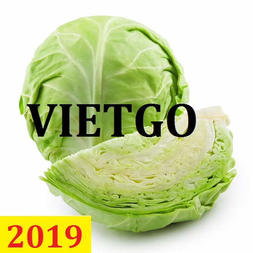 (Gấp) Cơ hội giao thương  – Đơn hàng Thường Xuyên - Cơ hội xuất khẩu Cải Bắp và Rau củ đông lạnh sang thị trường Nhật Bản