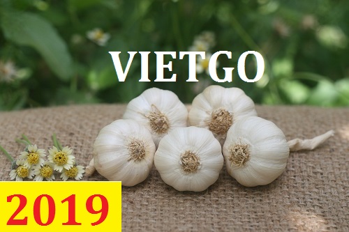 Cơ hội giao thương – Đơn hàng Thường Xuyên - Cơ hội xuất khẩu Tỏi Tươi sang thị trường Indonesia