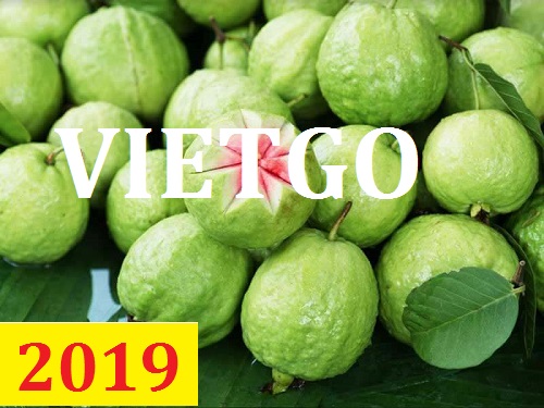 Cơ hội giao thương – Đơn hàng Thường Xuyên - Cơ hội xuất khẩu Quả Ổi sang thị trường UAE