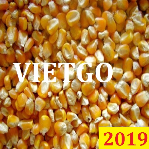 (Cập nhật lần 1) Cơ hội giao thương  – Đơn hàng Đặc biệt Thường Xuyên - Cơ hội xuất khẩu Ngô Hạt sang thị trường Nepal
