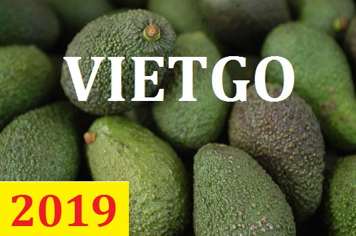 Cơ hội giao thương  – Đơn hàng Thường Xuyên - Cơ hội xuất khẩu Quả Bơ sang thị trường Thụy Điển