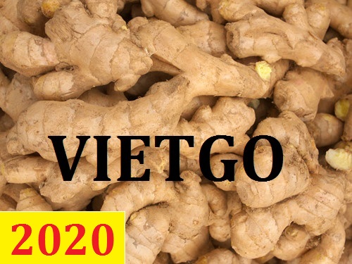 Cơ hội giao thương – Đơn hàng Cả Năm - Cơ hội xuất khẩu Gừng Tươi sang thị trường Indonesia