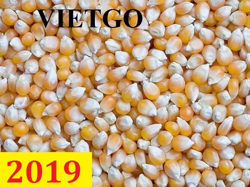 ( Cập nhật lần 1) Cơ hội giao thương   – Đơn hàng Thường Xuyên  - Cơ hội xuất khẩu ngô vàng sang thị trường Pakistan