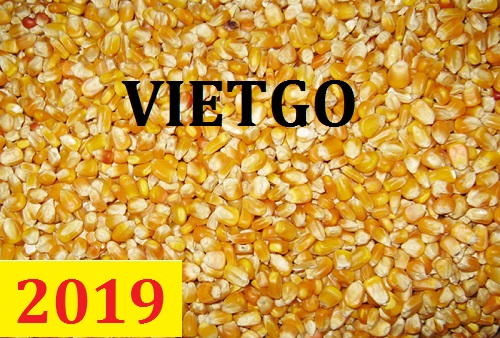 Cơ hội giao thương  – Đơn hàng Thường Xuyên - Cơ hội xuất khẩu Ngô Hạt sang thị trường Ấn Độ