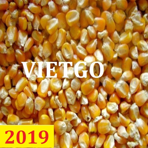 Cơ hội giao thương  – Đơn hàng Thường Xuyên  - Cơ hội xuất khẩu ngô vàng sang thị trường Ấn Độ