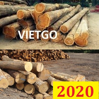 (Cập nhập lần 1) Cơ hội giao thương ĐẶC BIỆT - Đơn hàng thường xuyên- Cơ hội xuất khẩu gỗ thông, teak tròn sang Ấn Độ