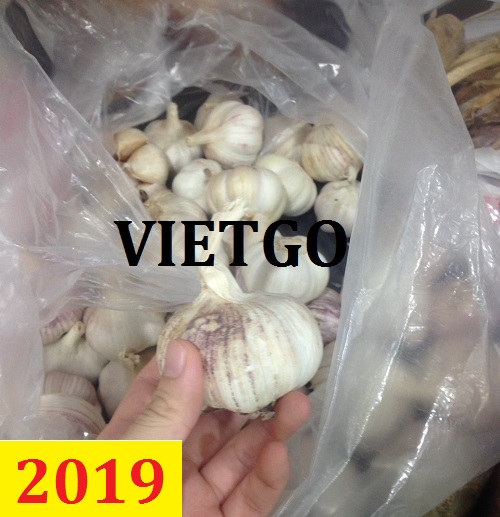 Cơ hội giao thương – Đơn hàng thường xuyên – Cơ hội xuất khẩu tỏi Việt Nam sang thị trường Qatar