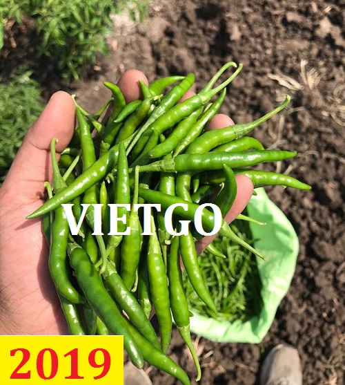 Cơ hội giao thương – Đơn hàng thường xuyên – Cơ hội xuất khẩu ớt xanh từ Việt Nam sang thị trường Qatar