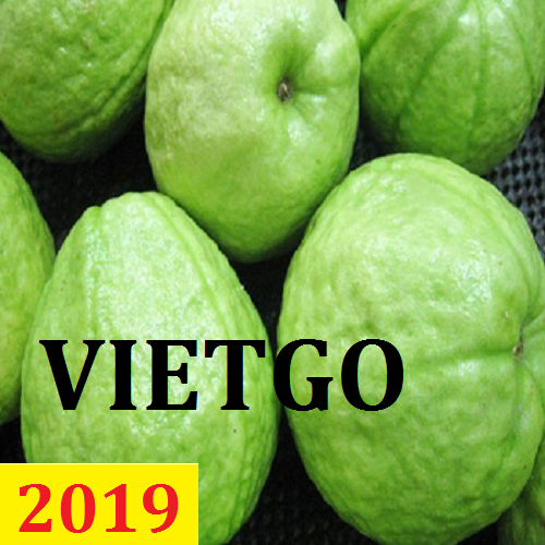 Cơ hội giao thương – Đơn hàng thường xuyên – Cơ hội xuất khẩu ổi tươi từ Việt Nam sang thị trường Qatar.