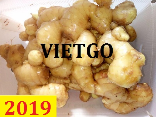 Cơ hội giao thương – Đơn hàng Thường Xuyên  - Cơ hội xuất khẩu gừng tươi sang thị trường Ấn Độ