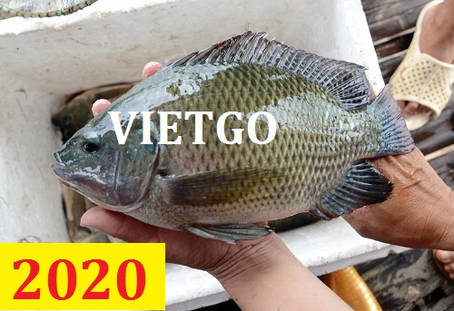 Cơ hội giao thương – Đơn hàng Thường Xuyên – Cơ hội xuất khẩu Cá rô phi đông lạnh sang thị trường Anh