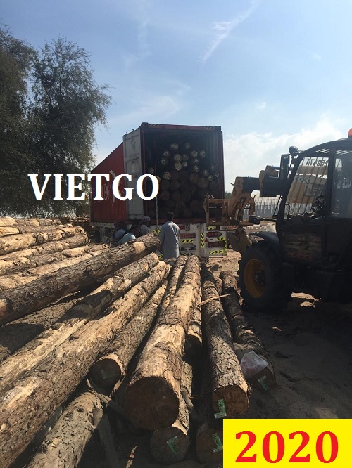 (Cập nhập lần 1) Cơ hội giao thương ĐẶC BIỆT – Đơn hàng thường xuyên – Cơ hội xuất khẩu 15 container 40ft gỗ bạch đàn tròn sang Oman