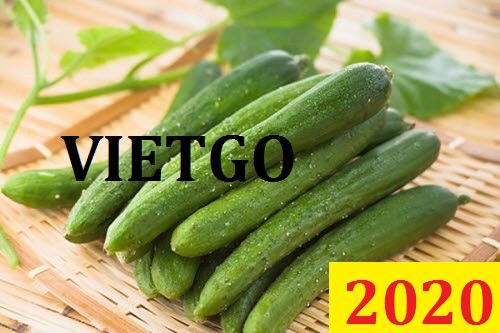 Cơ hội giao thương Đặc Biệt – Đơn hàng Thường Xuyên - Cơ hội xuất khẩu Dưa Leo sang thị trường Hàn Quốc