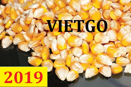 Cơ hội giao thương – Đơn hàng Thường Xuyên - Cơ hội xuất khẩu Ngô Hạt sang thị trường Angola