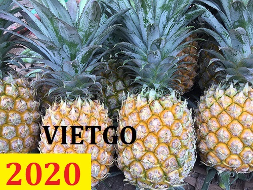 Cơ hội giao thương – Đơn hàng thường xuyên – Cơ hội xuất khẩu dứa sang thị trường Kuwait.