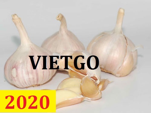 (Cập nhật lần 1) Cơ hội giao thương – Đơn hàng thường xuyên – Cơ hội xuất khẩu tỏi sang thị trường Haiti.