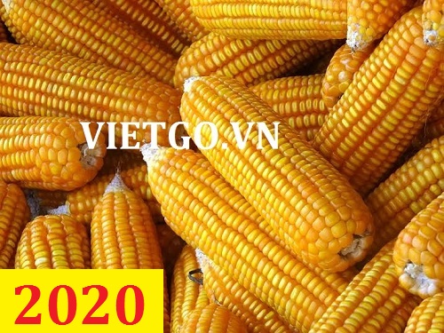 (Cập nhật lần 1) Cơ hội giao thương – Đơn hàng thường xuyên – Cơ hội xuất khẩu ngô hạt sang thị trường Haiti.