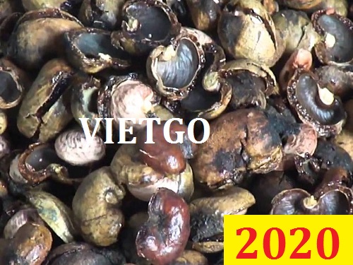 Cơ hội giao thương – Đơn hàng đặc biệt thường xuyên – Cơ hội xuất khẩu vỏ hạt điều sang thị trường Sri Lanka.