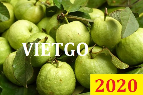 Cơ hội giao thương Đặc biệt – Đơn hàng Thường Xuyên - Cơ hội xuất khẩu Quả Ổi sang thị trường Dubai