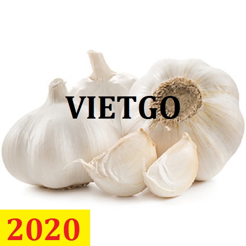 Cơ hội giao thương – Đơn hàng thường xuyên – Cơ hội xuất khẩu tỏi sang thị trường Ấn Độ.