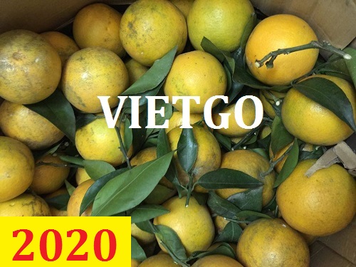 Cơ hội giao thương – Đơn hàng thường xuyên – Cơ hội xuất khẩu cam tươi từ Việt Nam sang thị trường Bangladesh.