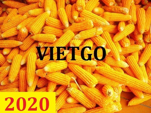 Cơ hội giao thương – Đơn hàng thường xuyên - Cơ hội xuất khẩu 25.000 tấn Ngô vàng đến Trung Quốc.