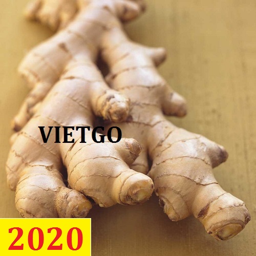 Cơ hội giao thương – Đơn hàng Cả Năm - Cơ hội xuất khẩu gừng tươi sang thị trường Ấn Độ