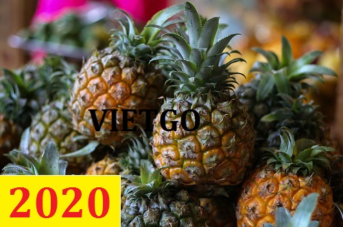 Cơ hội giao thương – Đơn hàng Cả Năm - Cơ hội xuất khẩu Quả Dứa sang thị trường Colombia