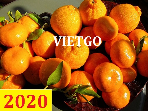 Cơ hội giao thương – Đơn hàng Cả Năm - Cơ hội xuất khẩu Quả Quýt sang thị trường Colombia