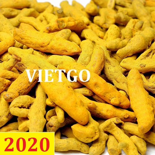 Cơ hội giao thương – Đơn hàng thường xuyên – Cơ hội xuất khẩu nghệ khô sang thị trường Ấn Độ.