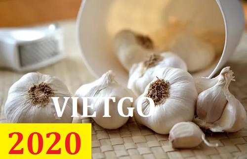 Cơ hội giao thương – Đơn hàng Thường Xuyên - Cơ hội xuất khẩu Tỏi Trắng sang thị trường Ấn Độ
