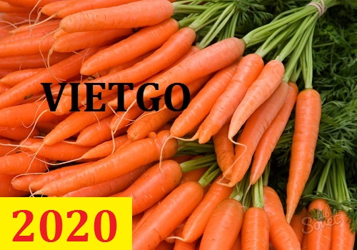 Cơ hội giao thương – Đơn hàng Cả Năm - Cơ hội xuất khẩu Cà Rốt sang thị trường Ai Cập