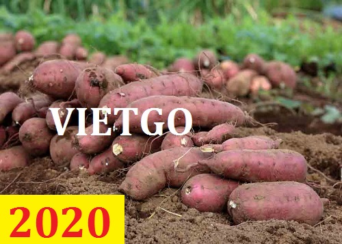 Cơ hội giao thương – Đơn hàng Cả Năm - Cơ hội xuất khẩu Khoai Lang sang thị trường Ai Cập