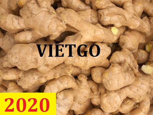 Cơ hội giao thương – Đơn hàng Cả Năm - Cơ hội xuất khẩu Gừng Tươi sang thị trường Malaysia