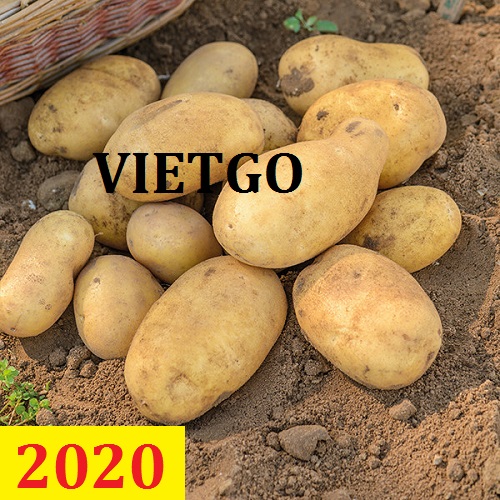 Cơ hội giao thương – Đơn hàng thường xuyên – Cơ hội xuất khẩu khoai tây sang thị trường Qatar.