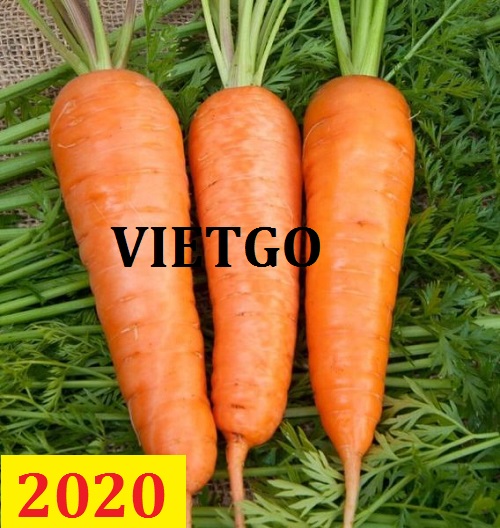 Cơ hội giao thương – Đơn hàng thường xuyên – Cơ hội xuất khẩu cà rốt sang thị trường Qatar.