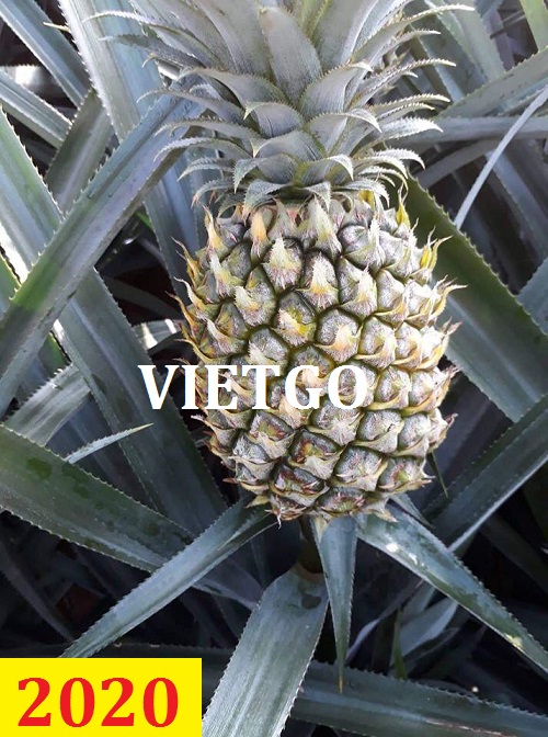 Cơ hội giao thương – Đơn hàng thường xuyên – Cơ hội xuất khẩu Quả Dứa sang thị trường Ai Cập và Oman.