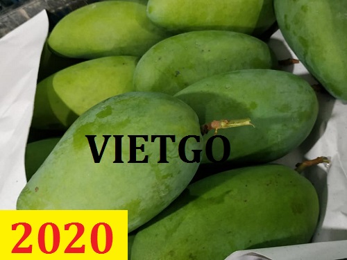 Cơ hội giao thương – Đơn hàng thường xuyên – Cơ hội xuất khẩu Quả Xoài sang thị trường Ai Cập và Oman.